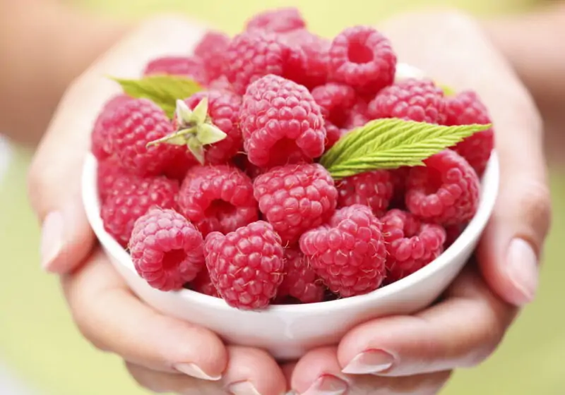 raspberries harvest