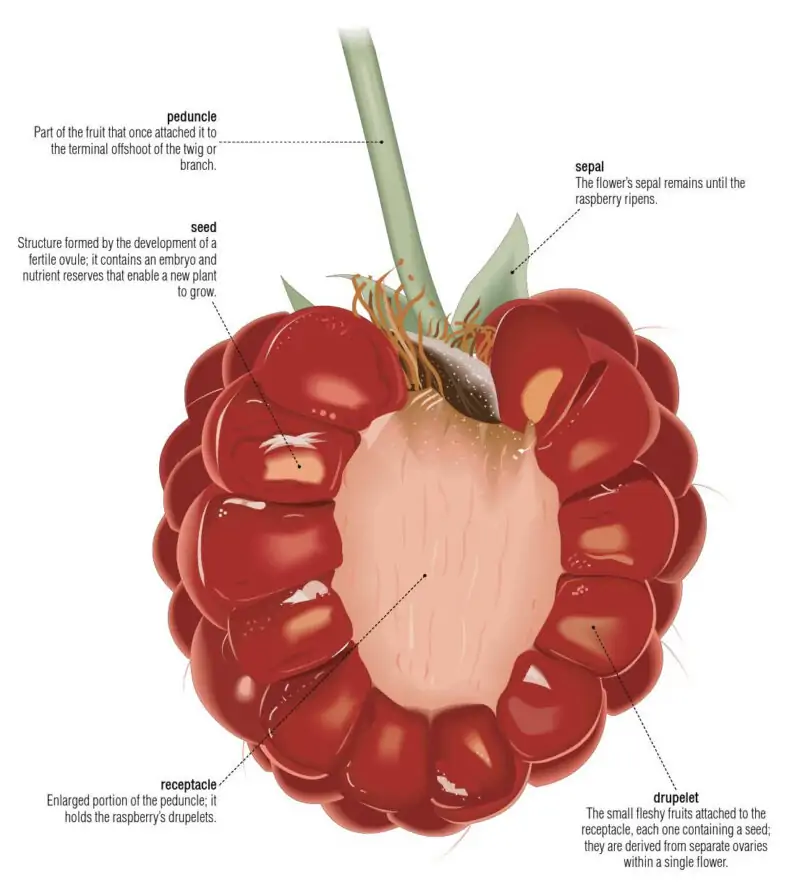 raspberry inner structure with seeds chart