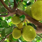 durian vs jackfruit