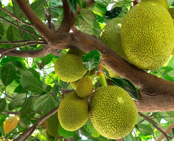 durian vs jackfruit