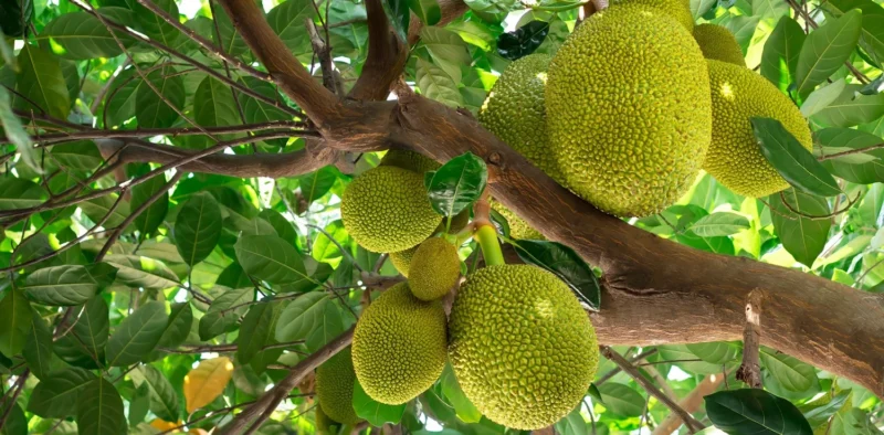 durian vs jackfruit