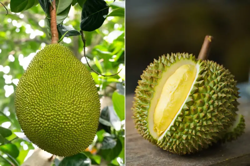 durian vs jackfruit comparision