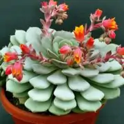 Echeveria flowering process