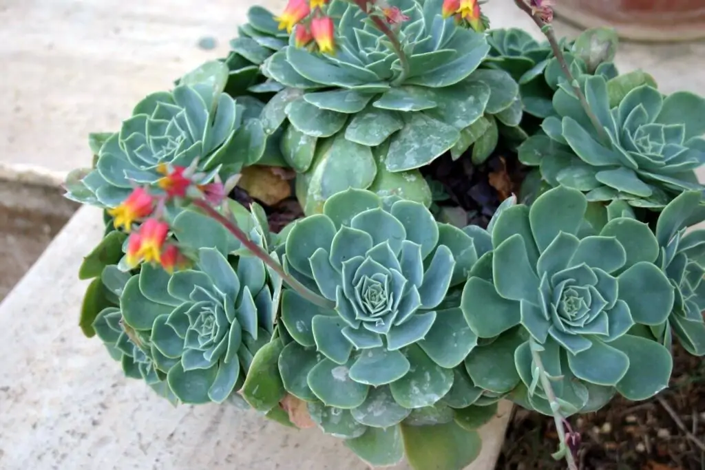 echeveria bloom