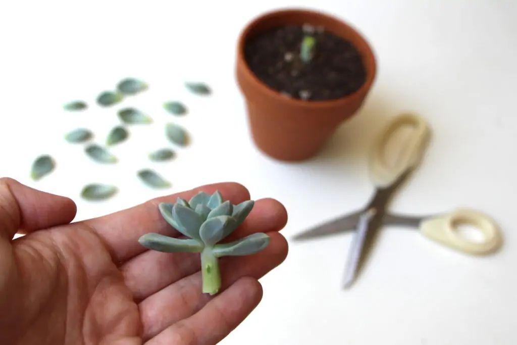 how to propagate succulents from leaves and cuttings needlesandleaves net