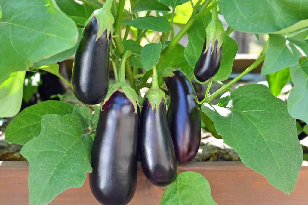 eggplants how to grow