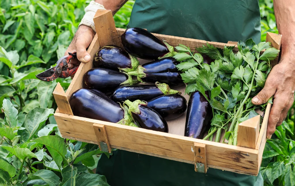 eggplants how to grow