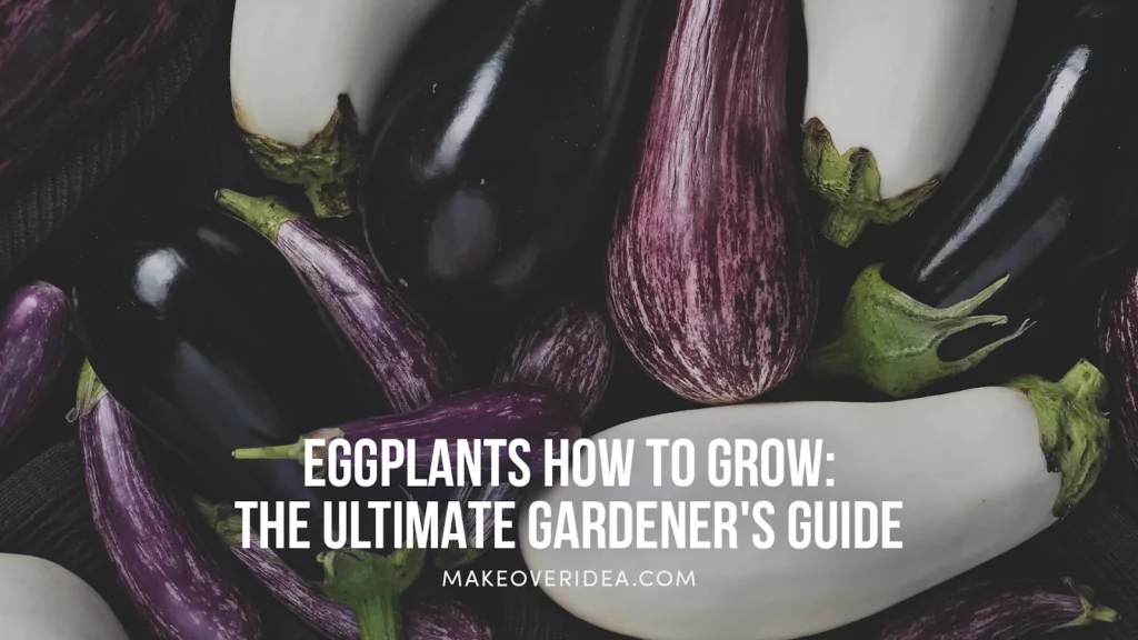 eggplants how to grow