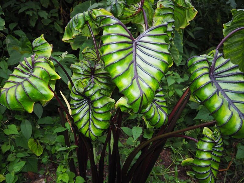 Elephan Ear Plant Leaves