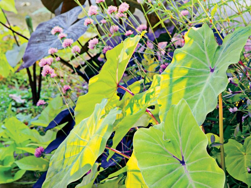 Elephant Ear Plant Sun