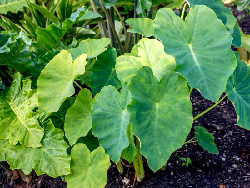 Elephant Ear Plant Yellow Leaves