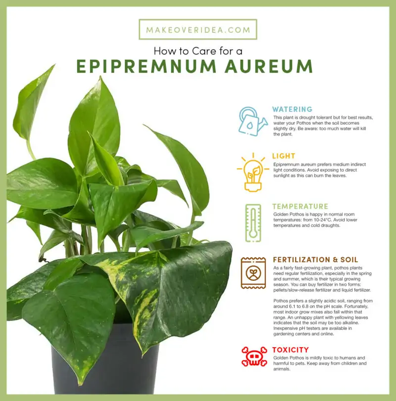 epipremnum aureum golden pothos care chart info