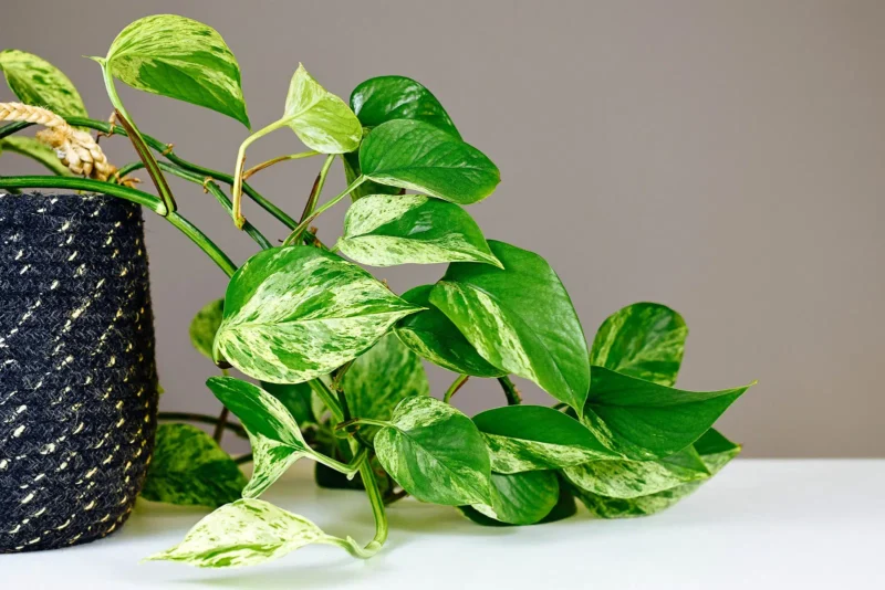 marble queen pothos