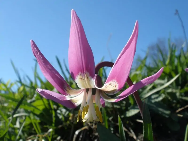 Erythronium The Diverse Shades of Violet