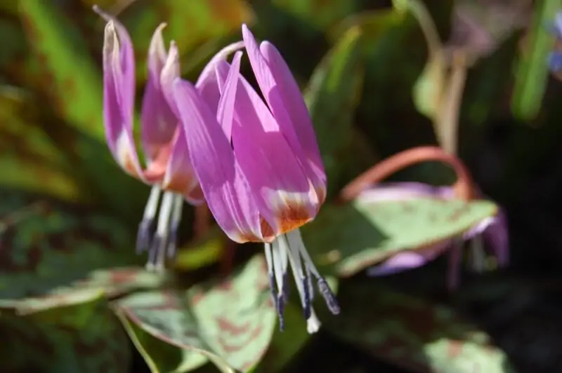 Erythronium The Dog s Tooth Violet