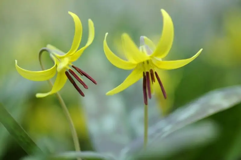 Erythronium The Fawn Lily