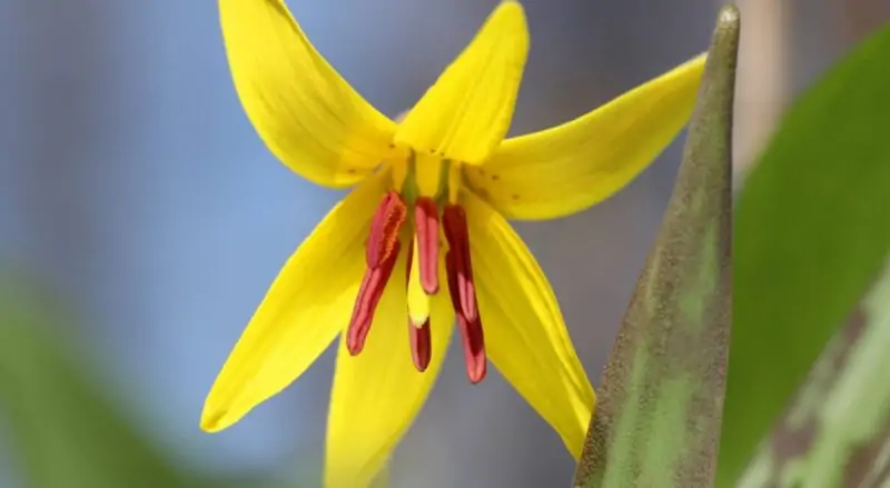 Erythronium The Trout Lily