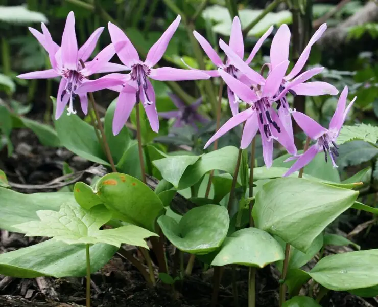 erythroniums