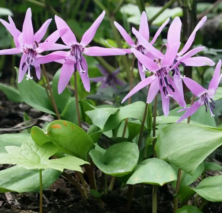 erythroniums