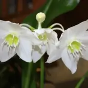 eucharis amazonica