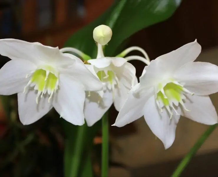 eucharis amazonica