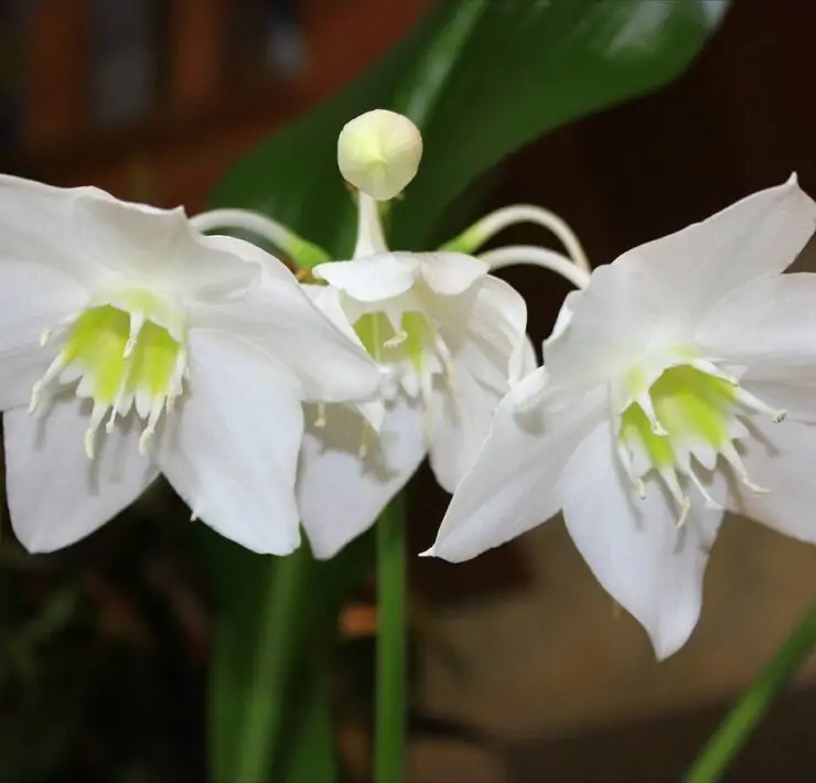 eucharis amazonica