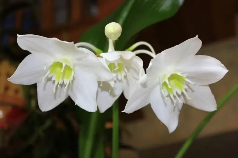 eucharis amazonica