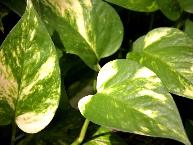 Golden Pothos