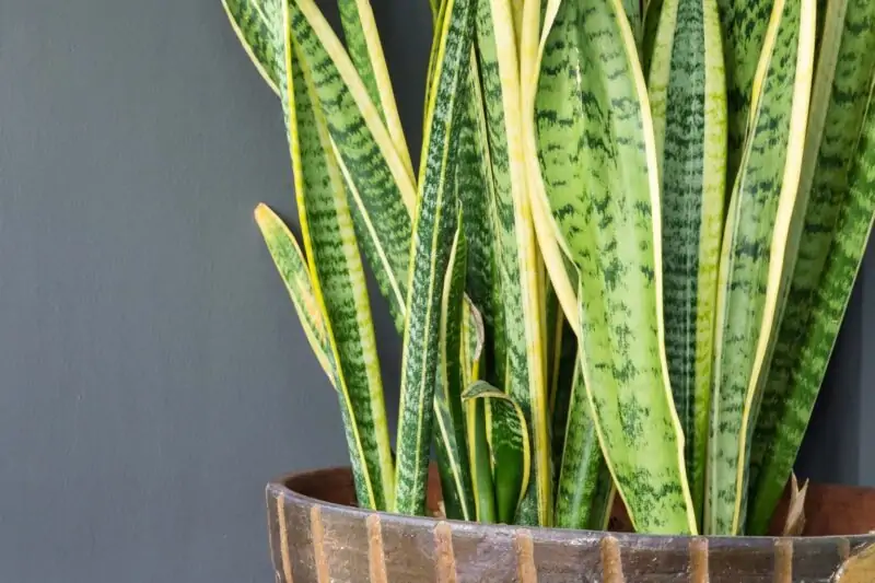 Hardy Snake Plant