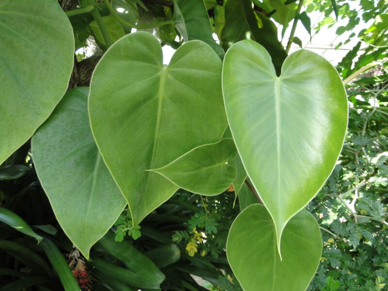 Heartleaf Philodendron