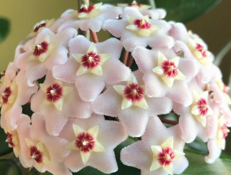 Hoya Carnosa