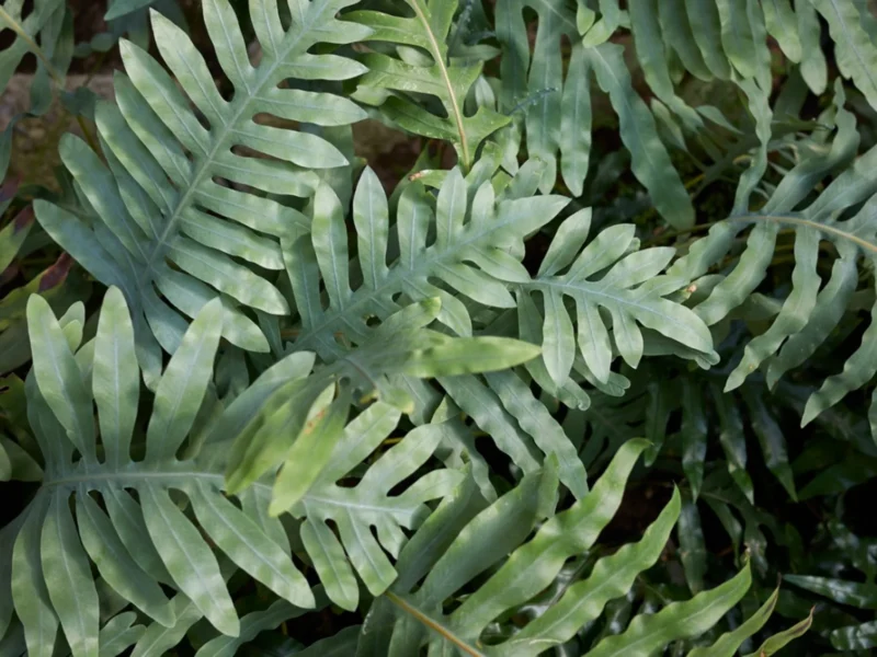 Kangaroo Fern