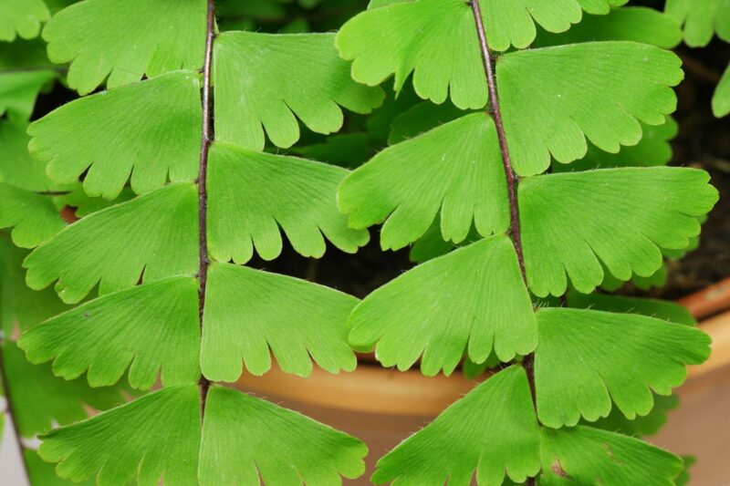 Maidenhair Fern