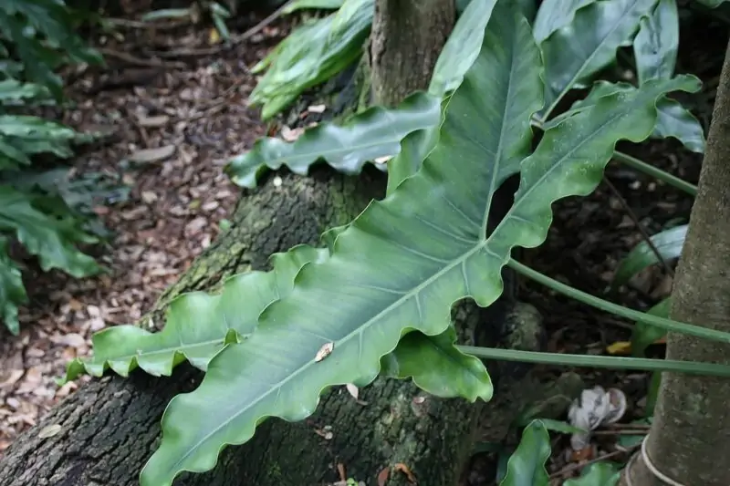 Philodendron Emerald Green