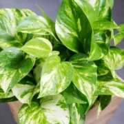 Pothos Plant