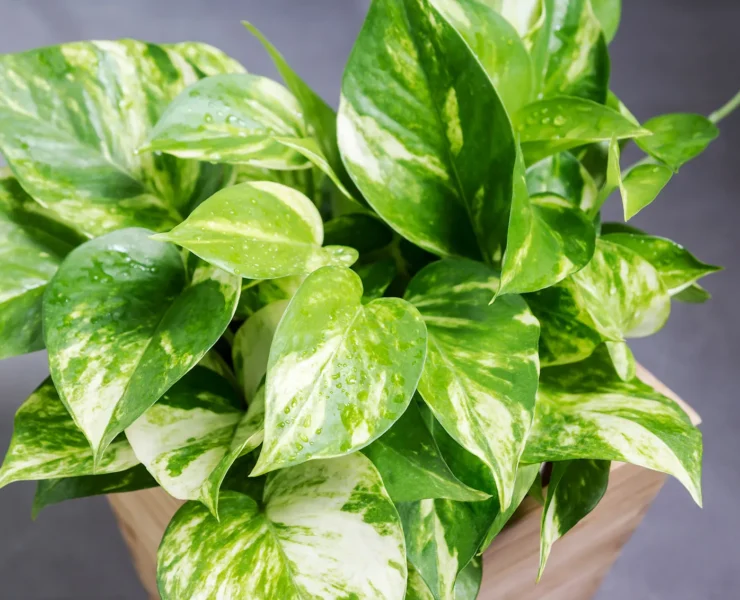 Pothos Plant