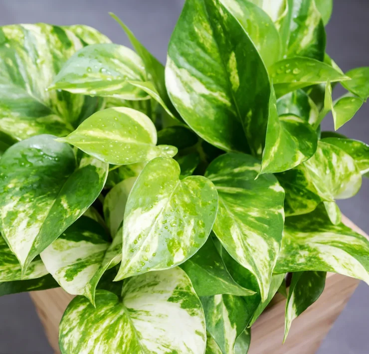 Pothos Plant