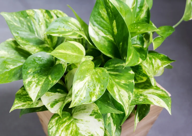 Pothos Plant