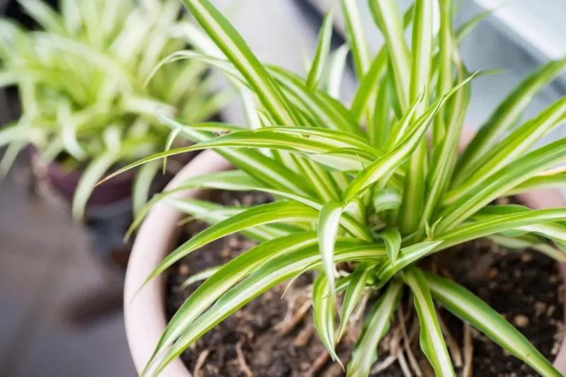 Spider Plant