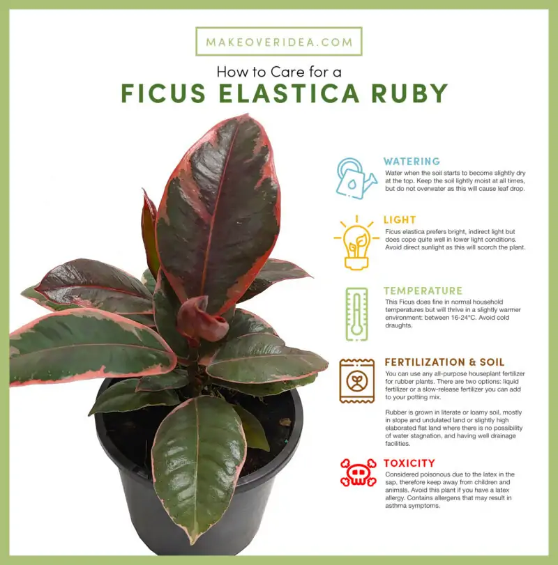 Ficus Elastica Ruby Care Chart