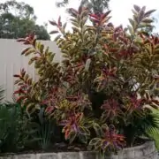 ficus elastica ruby