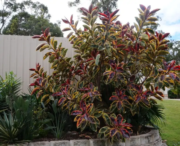 ficus elastica ruby