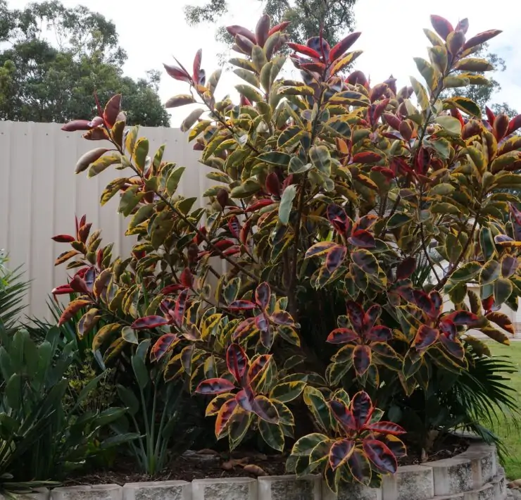 ficus elastica ruby