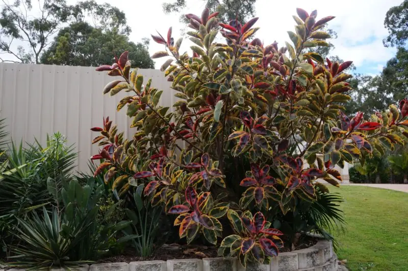 ficus elastica ruby