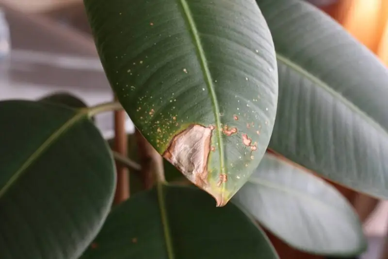 ficus fungus