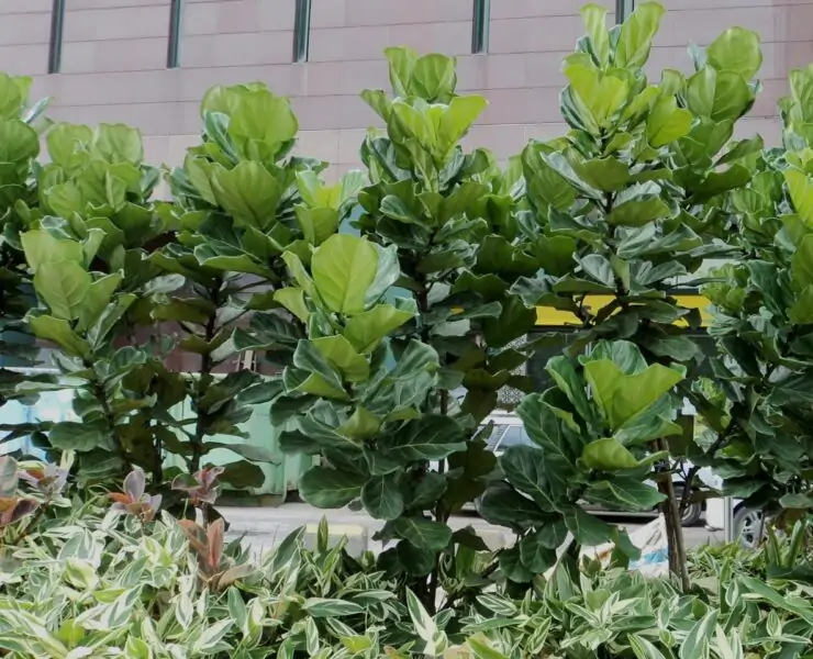 Ficus Lyrata Fiddle Leaf Fig Outdoors