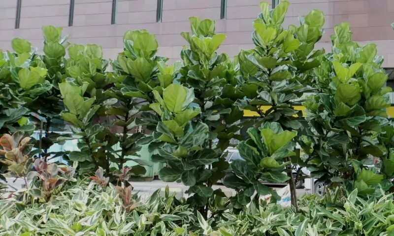 Ficus Lyrata Fiddle Leaf Fig Outdoors