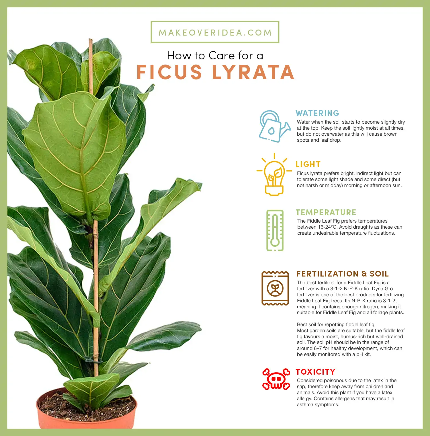 ficus lyrata fiddle leaf fig requirements how to care chart