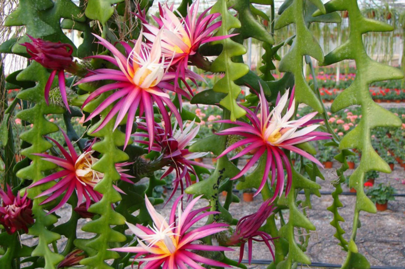 Epiphyllum anguliger fishbone cactus