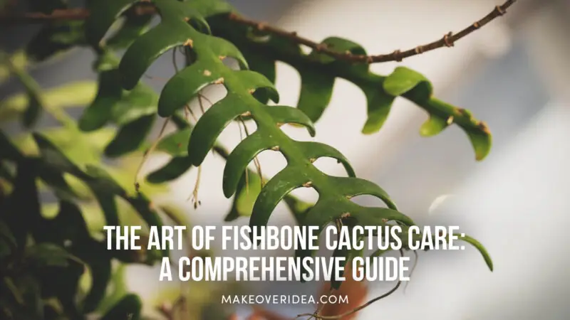 Master Fishbone Cactus Care: The Ultimate Succulent Guide